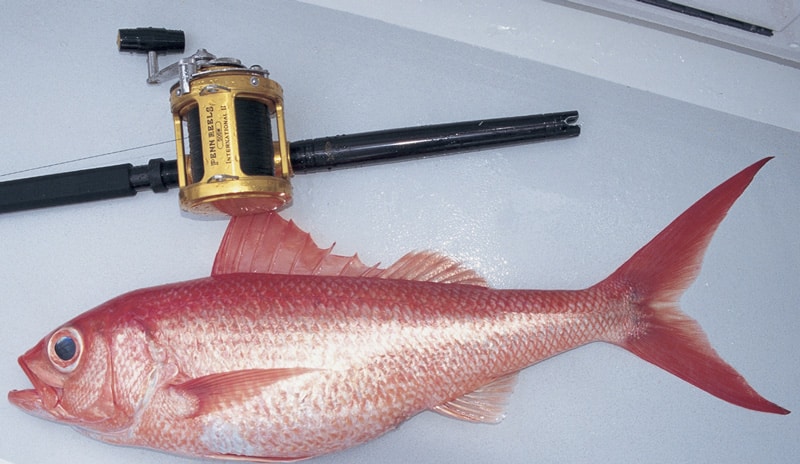 queen_snapper_bimini_the_bahamas.jpg