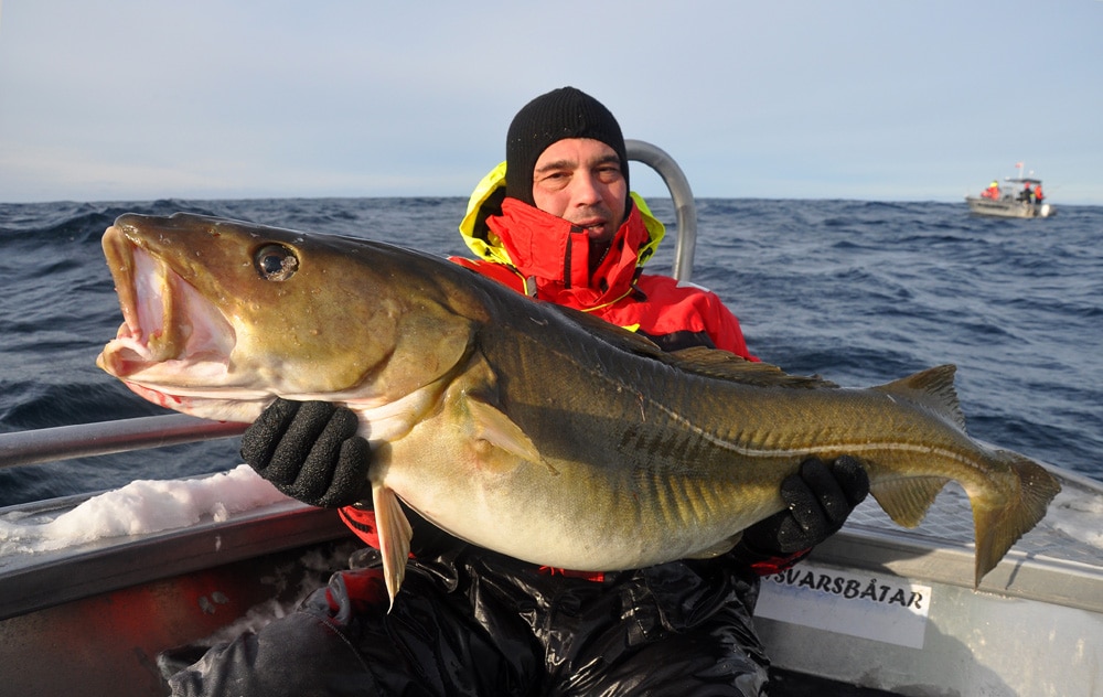Top Tips On Cod Fishing Sørøya