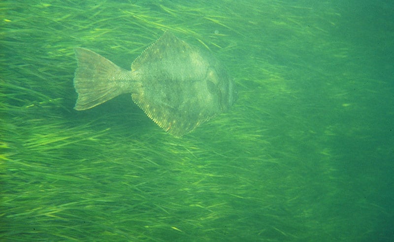 Fish over sea grass