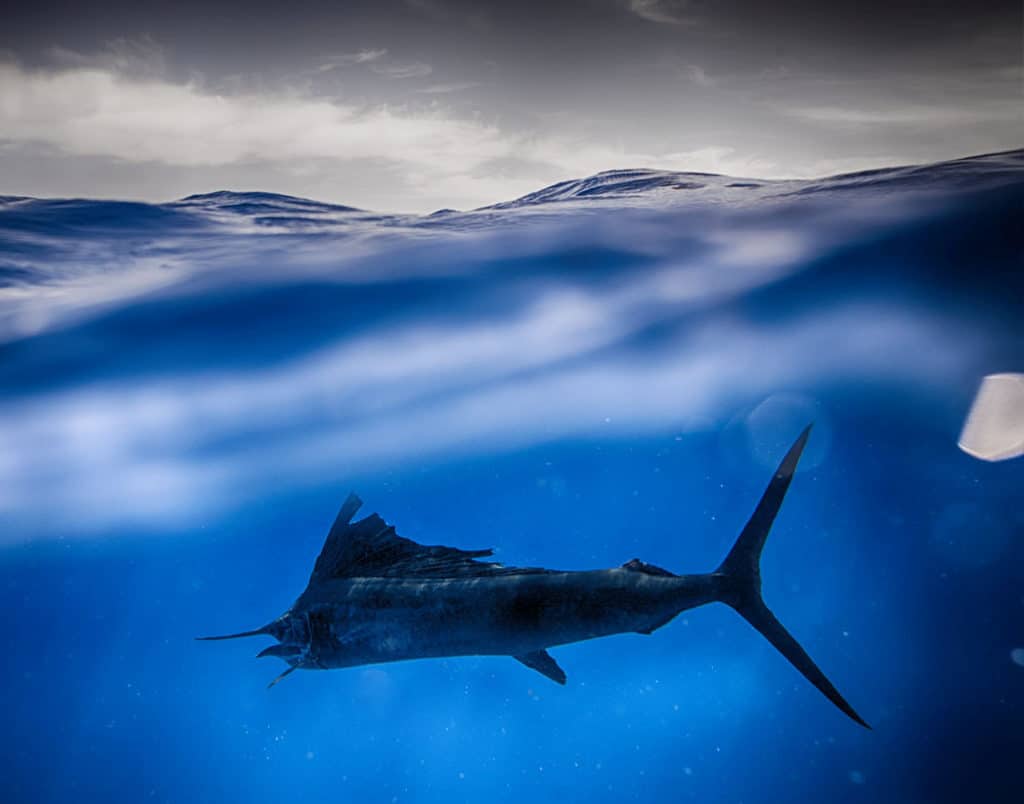 Sailfish swims away from photographer