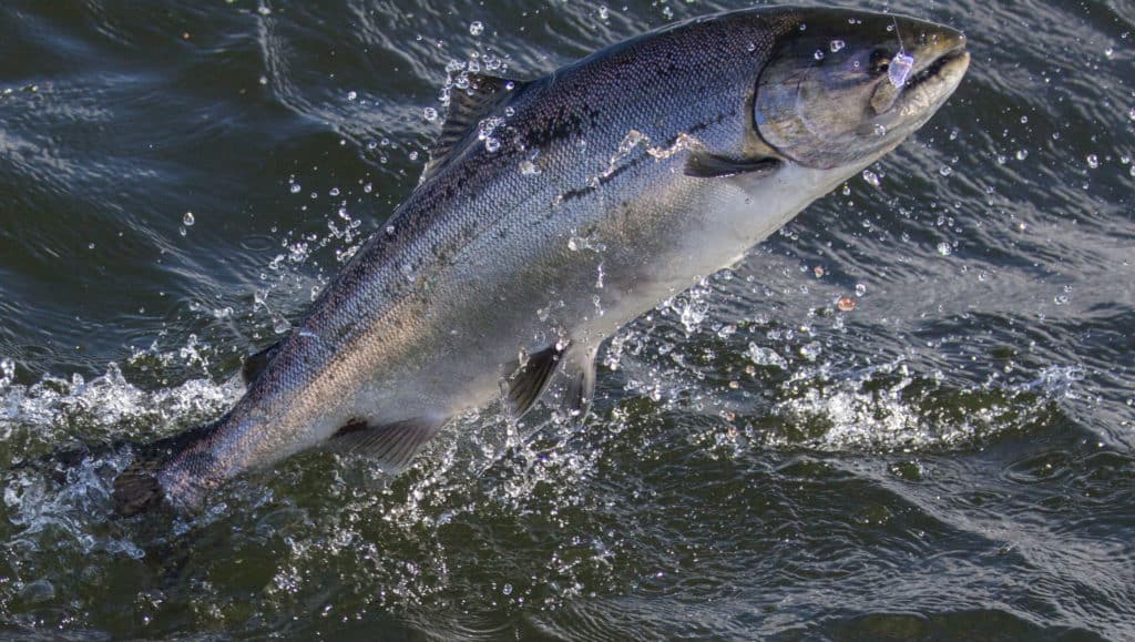 A leaping coho salmon