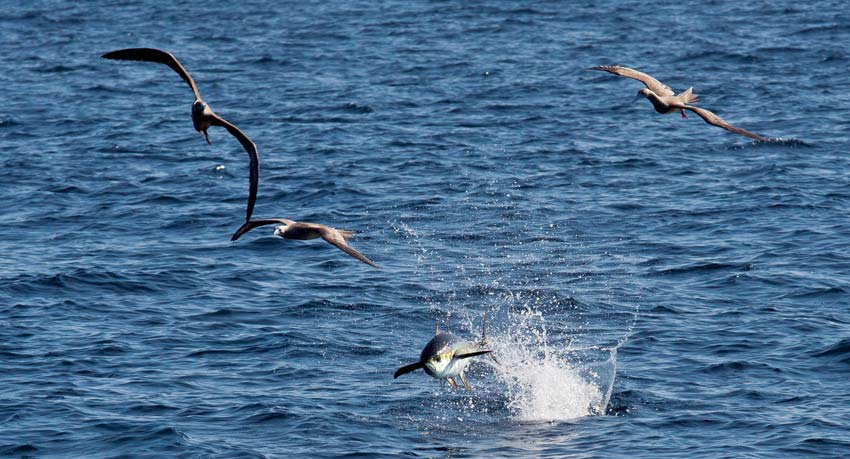 radar-birds-tuna.jpg