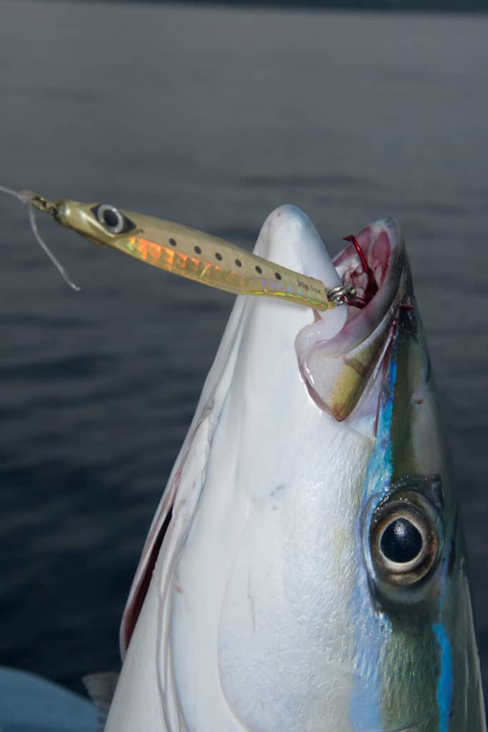 rainbow_runner_papagayo_northern_costa_rica.jpg