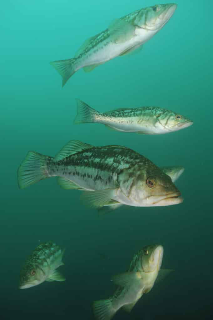 Strange Fishes from the Deep - Kelp Bass