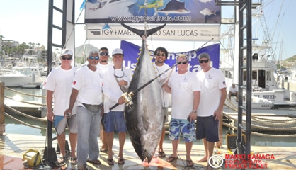 biggest tuna yellowfin weigh-in Cabo San Lucas Baja California Sur Mexico