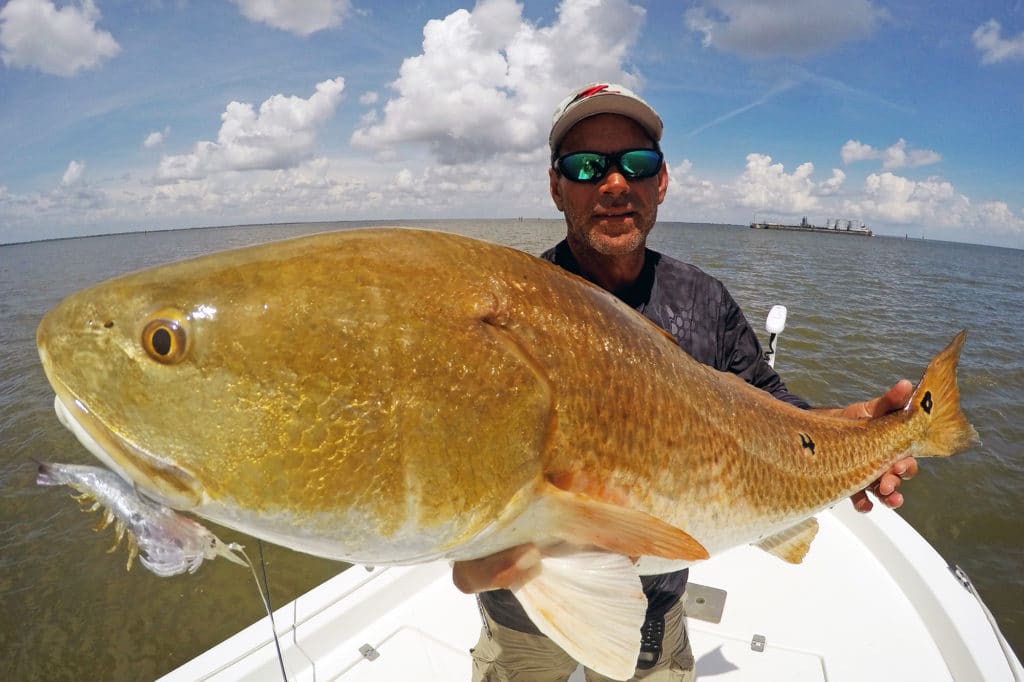 mature red drum