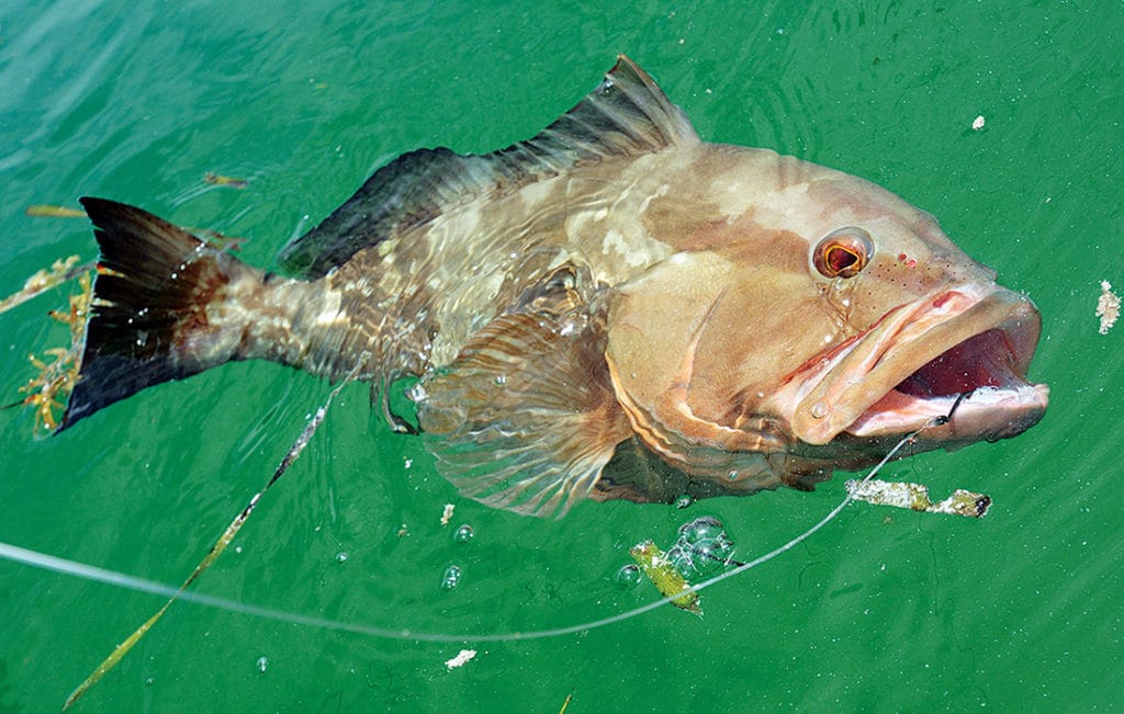 Keys red grouper catch