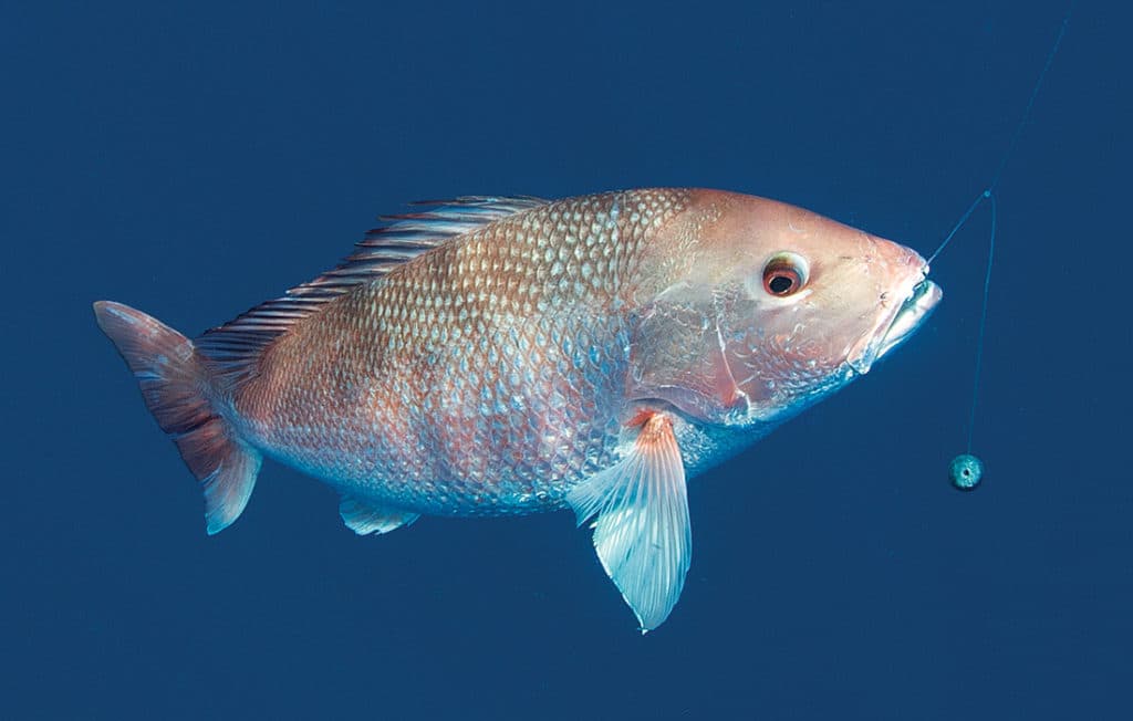 red snapper catch while bottom fishing