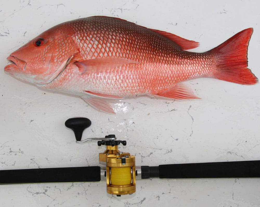 red snapper sport fishing