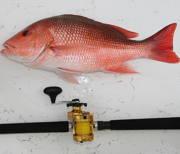 Gulf Red Snapper