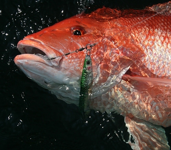 red snapper