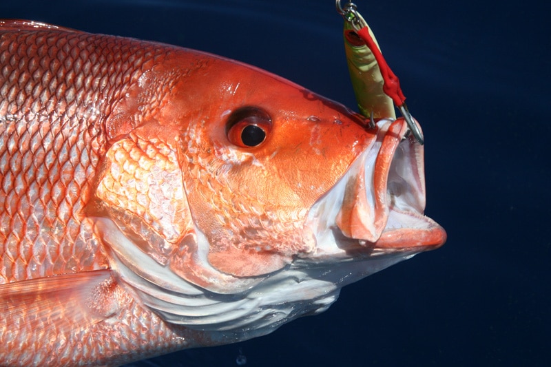 red_snapper_gulf_of_mexico_louisiana.jpg