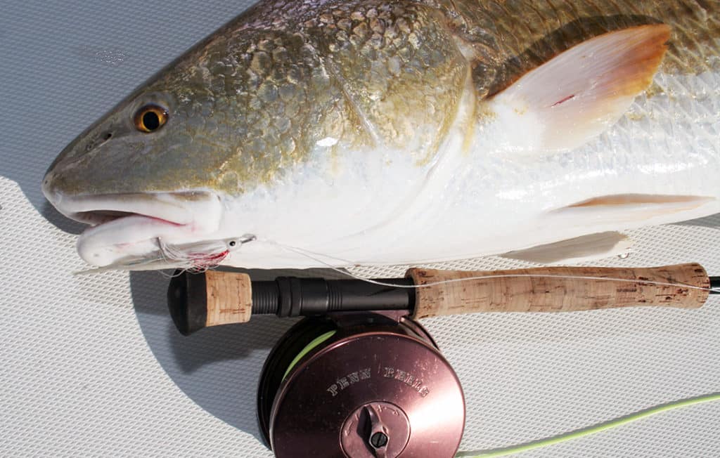 redfish on fly