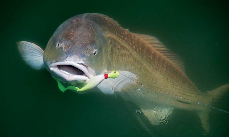 redfish-school-underwater.jpg