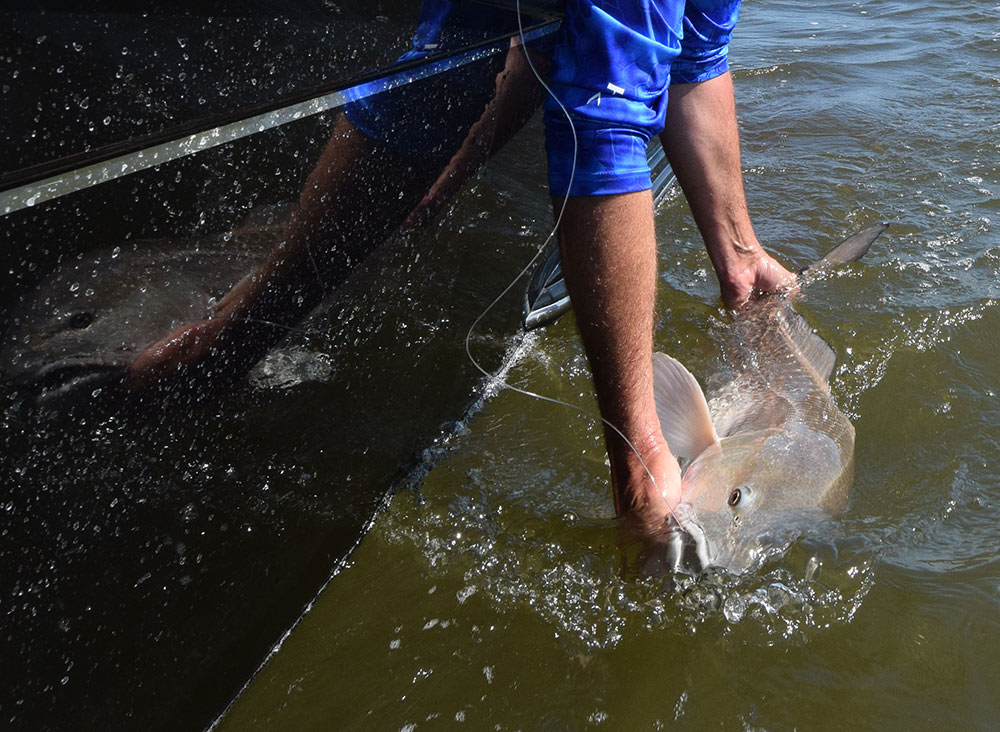 Releasing Redfish Boatside