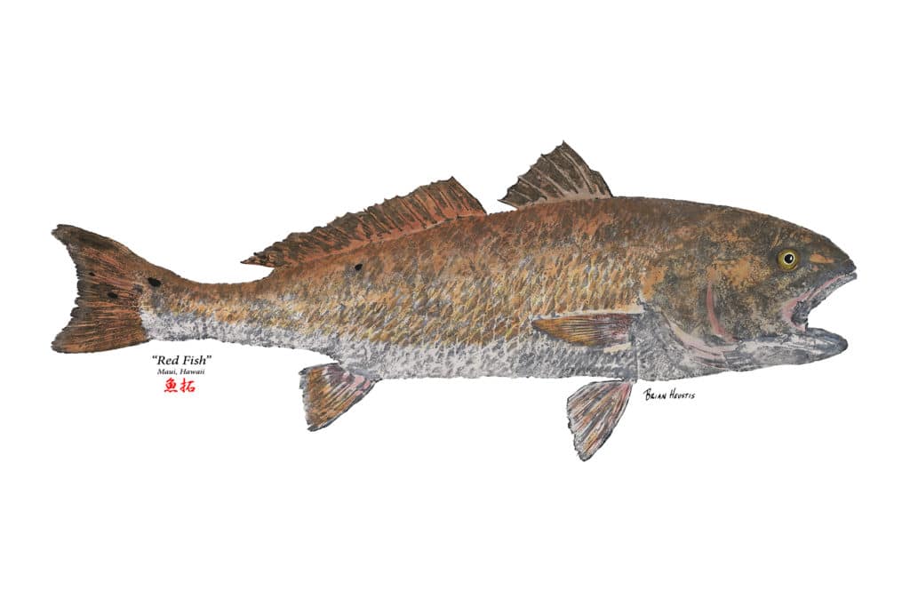 Gyotaku fish print of a redfish