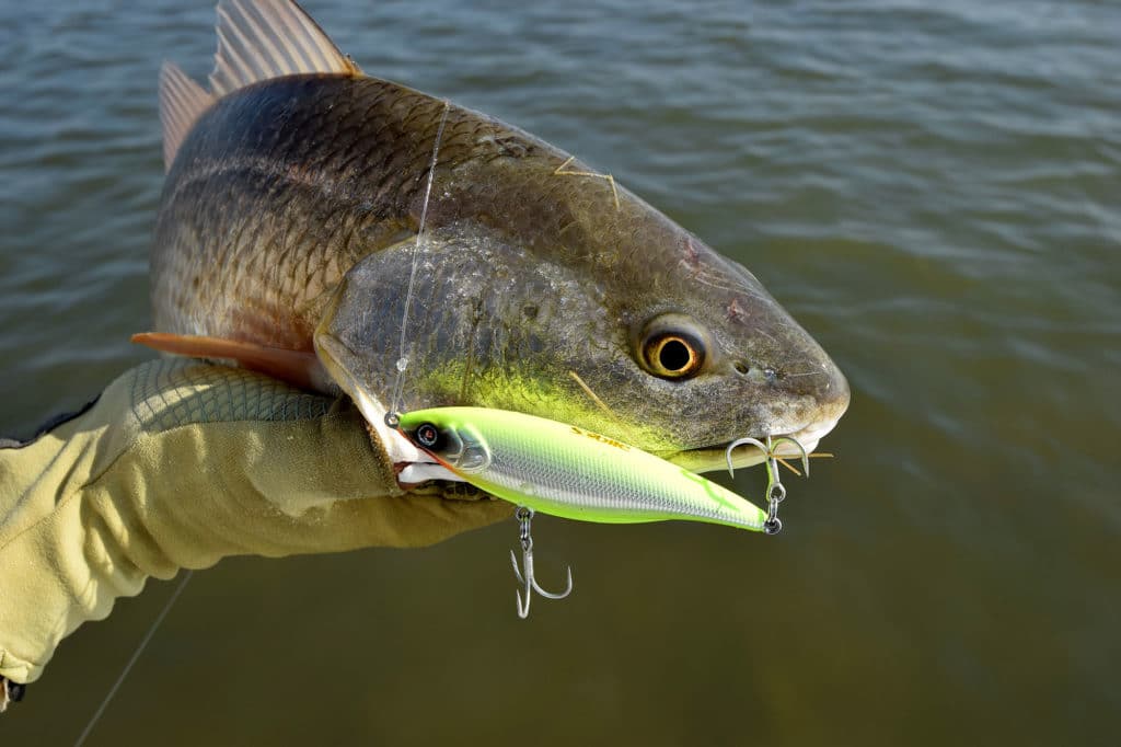 Texas Redfish on Sebile Lure