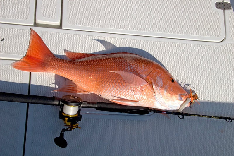 SAFMC red snapper season