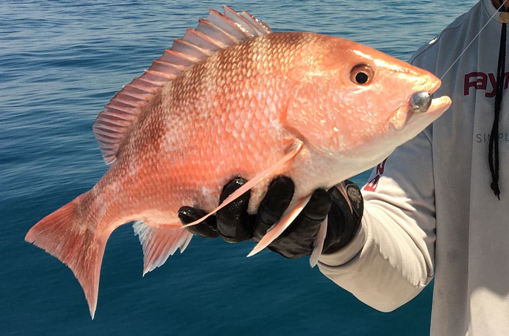 Red Snapper Release