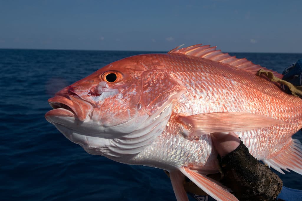 Red Snapper Caught Offshore of South Padre Island Texas