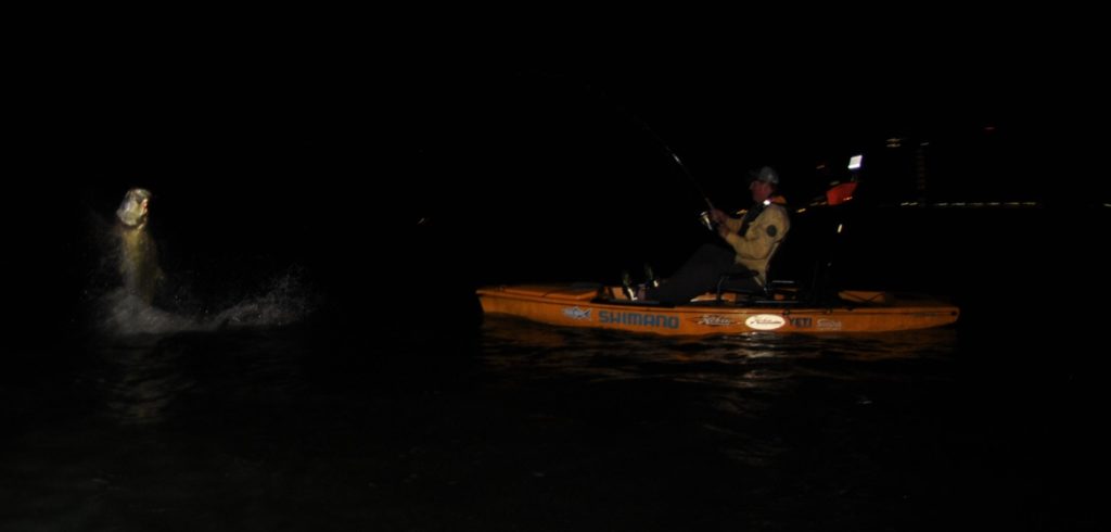 tarpon jumping