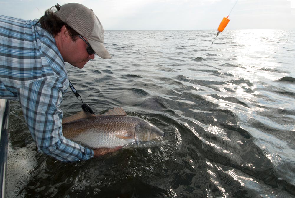Fisherman releasing redfish