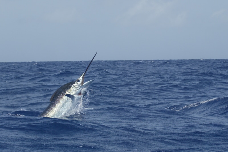 Bermuda — One of the best places in the world to catch a monster marlin