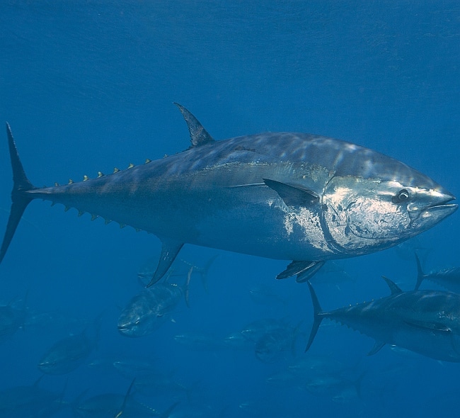 bluefin tuna