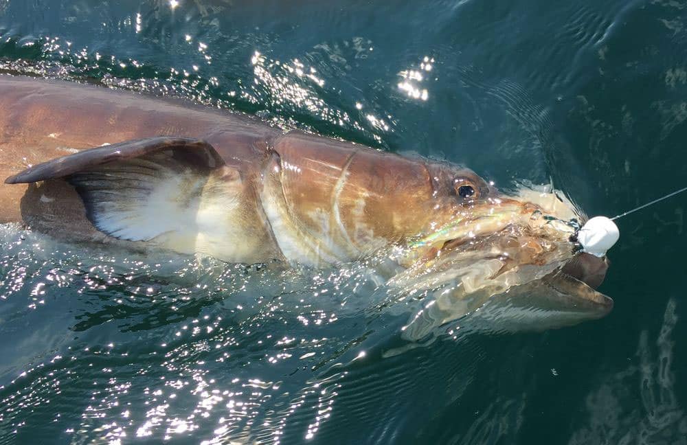 Sight-Fishing Cobia off North Carolina