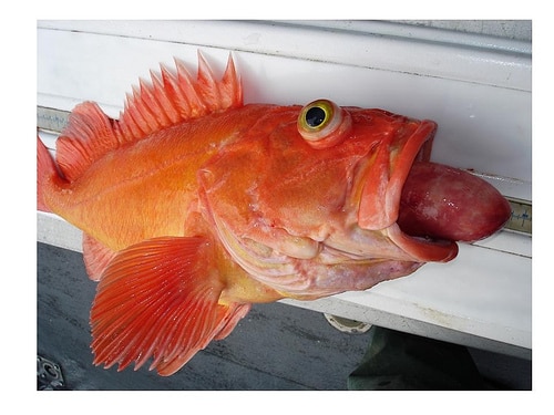 Pacific rockfish shows barotrauma