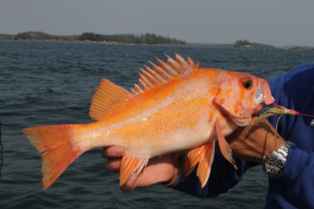 Angler holding canary rockfish caught on fishing rod and reel
