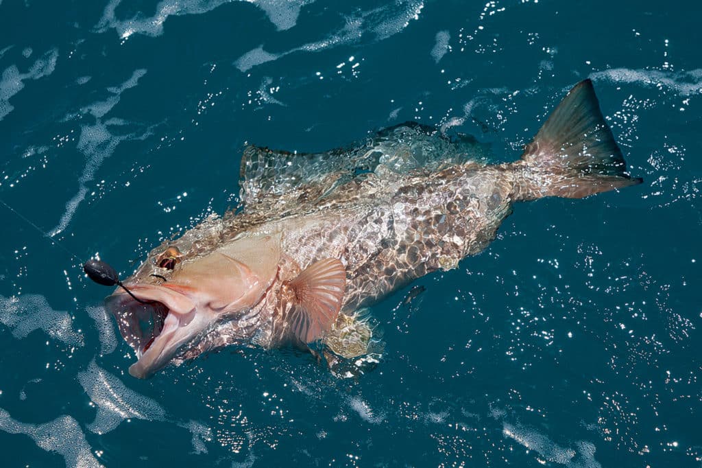 red grouper fishing