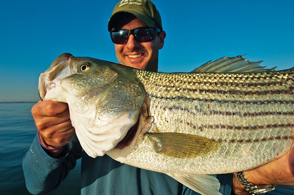 Fisherman holding striped bass caught deep sea fishing offshore