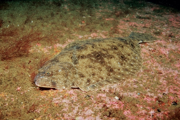 How and Where to Catch Flounder