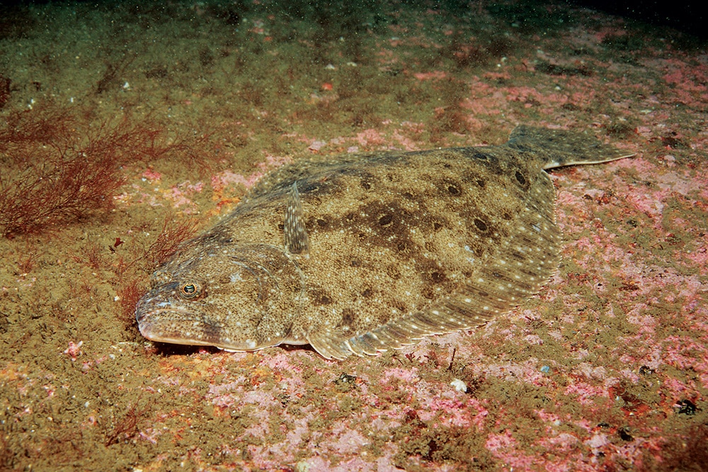 Flounder on sea surface