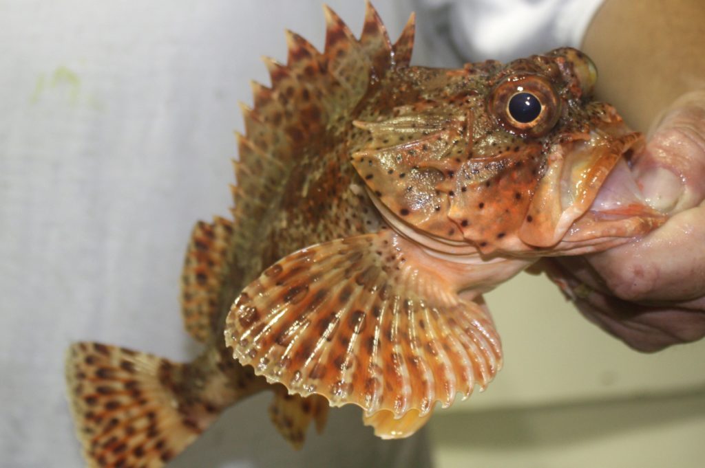 Close-up view of a fisherman holding a sculpin caught fishing