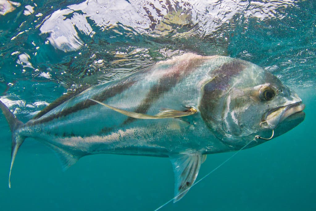roosterfish caught using saltwater fishing hooks