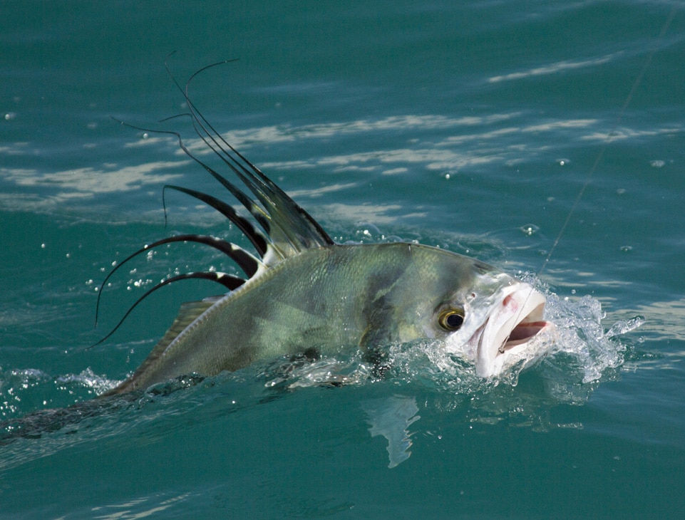roosterfish_osa_peninsuala_southern_costa_rica.jpg
