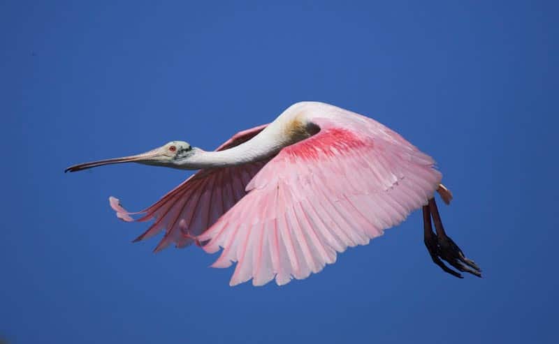 roseate-spoonbill-in-flight,-enp..jpg