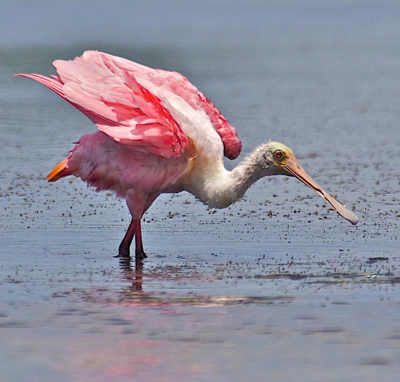 roseate-spoonbill-in-ft-myers..jpg