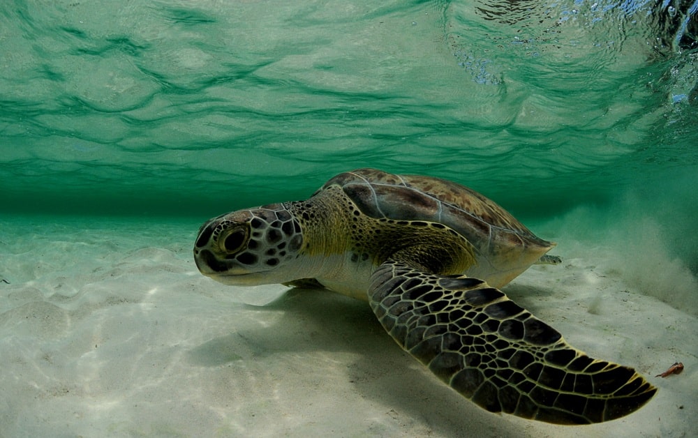 sea turtle