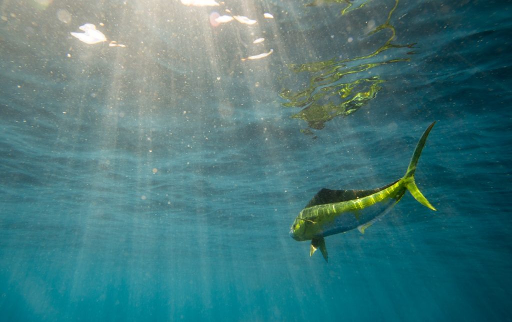 Large mahi seen from below