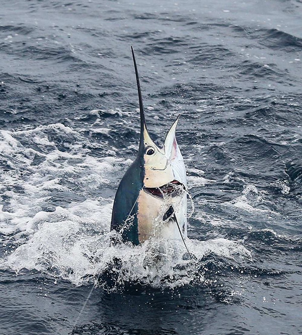 jumping sailfish