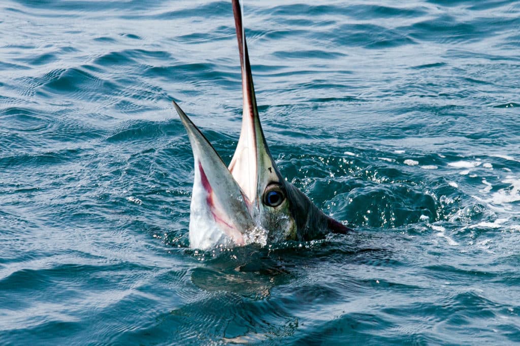 sailfish catch