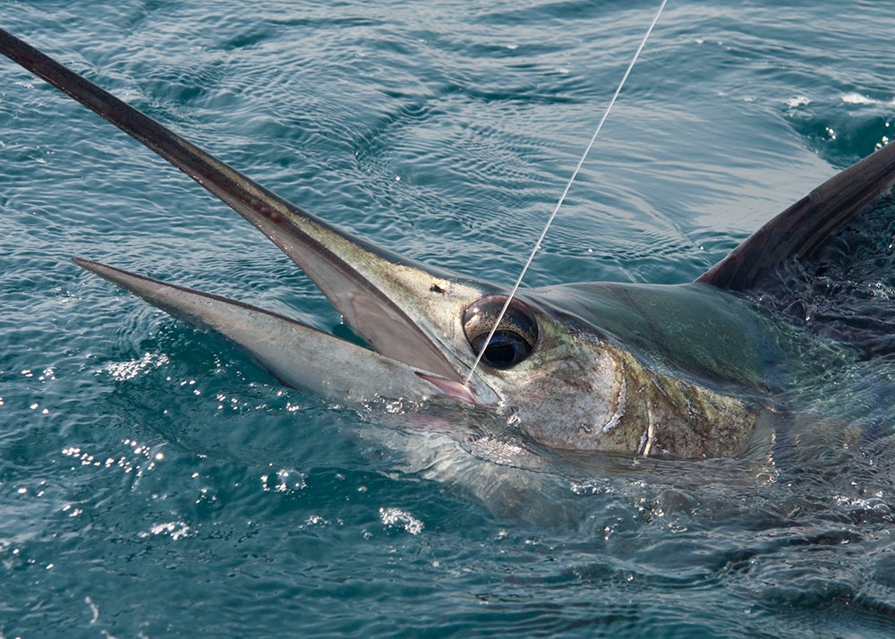 Sailfish catch