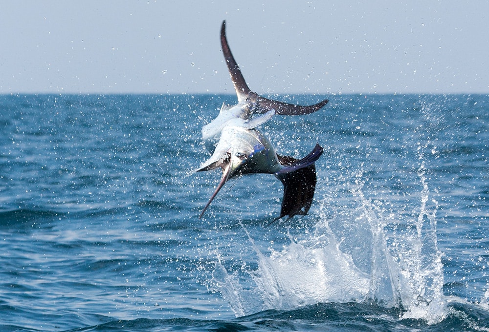 sailfish jump