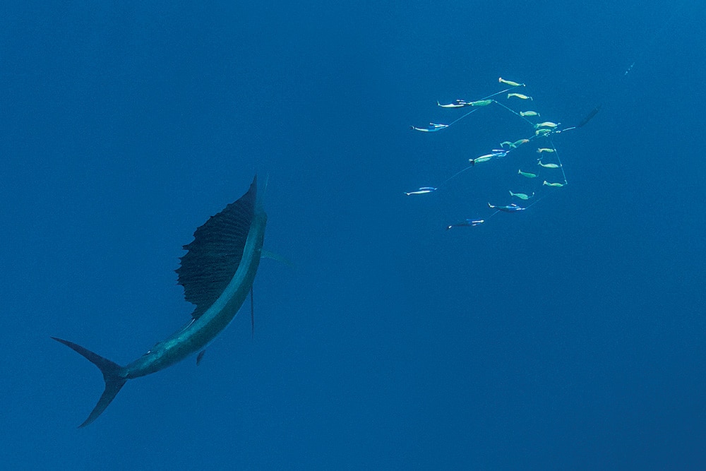 dredge for billfish