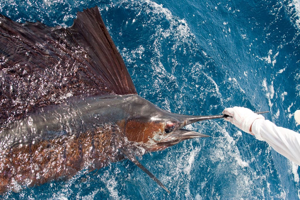 sailfish release boatside