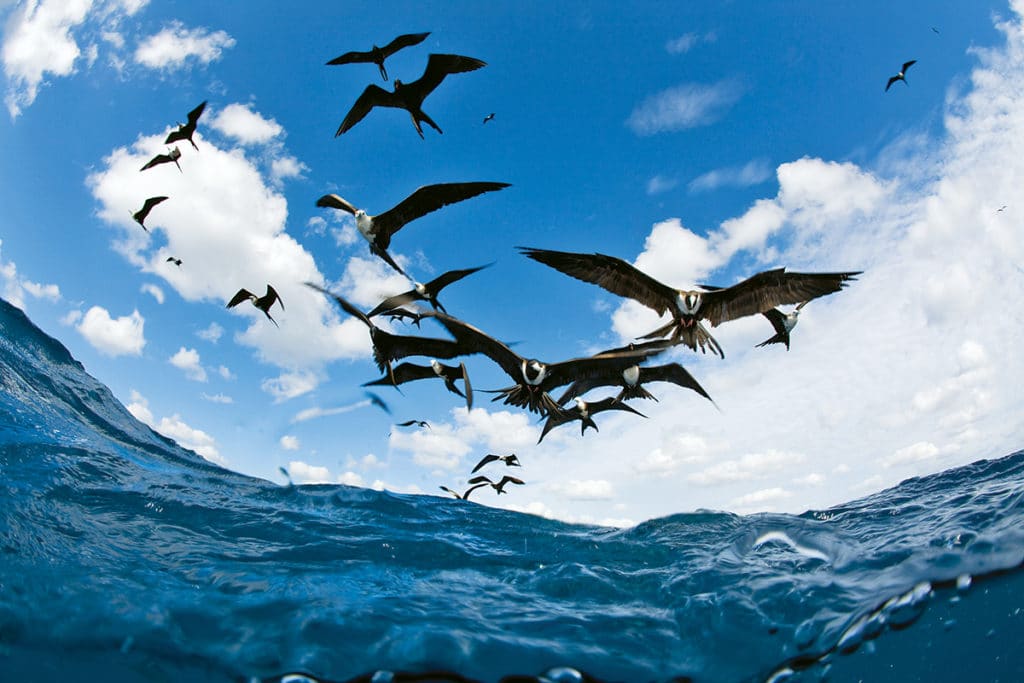 Frigate birds flying low to the ocean surface during a fishing trip