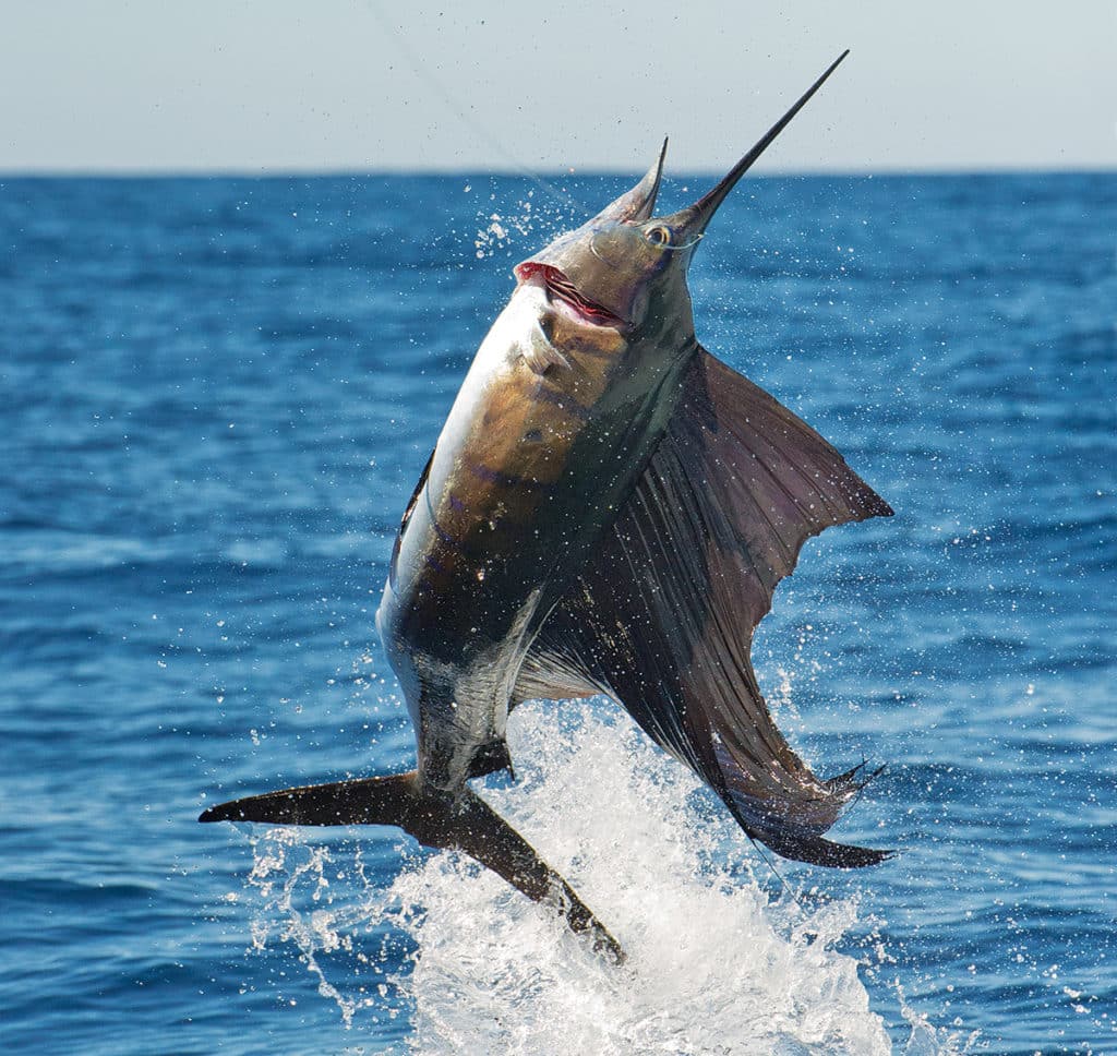 A hooked sailfish during an angler's fight